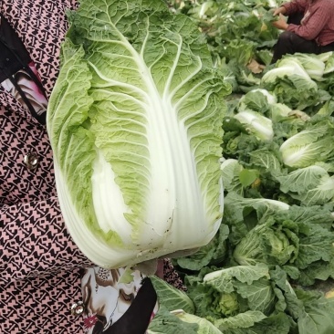 【欢迎来电咨询】河南新野大白菜大量上市欢迎大家选购。