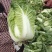 【欢迎来电咨询】河南新野大白菜大量上市欢迎大家选购。