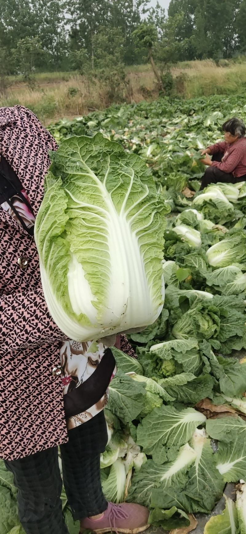 【欢迎来电咨询】河南新野大白菜大量上市欢迎大家选购。