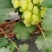 藤稔葡萄0.8~1斤5%以下