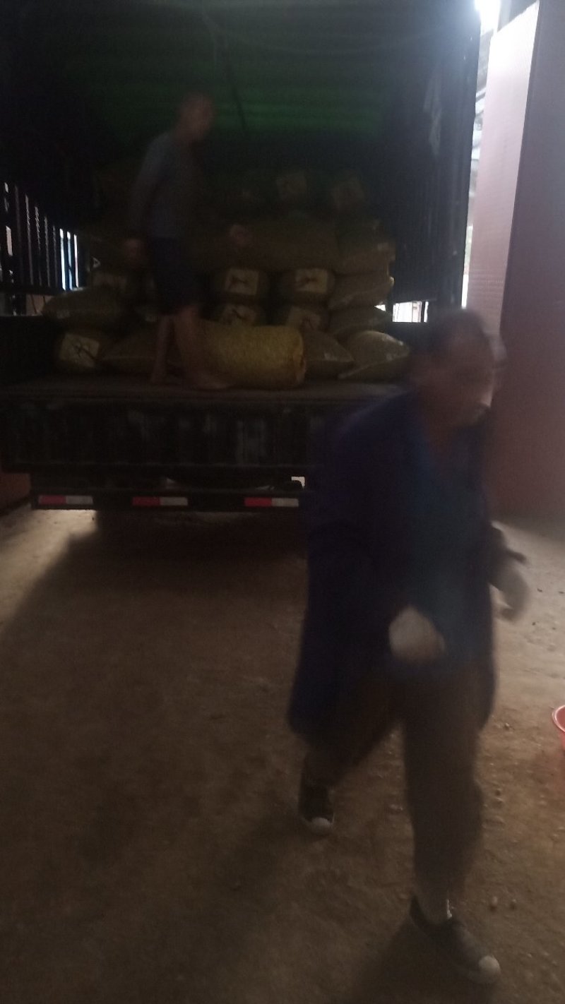 小白沙鲜花生八月大量上市中，市场货，加工厂货正在接单
