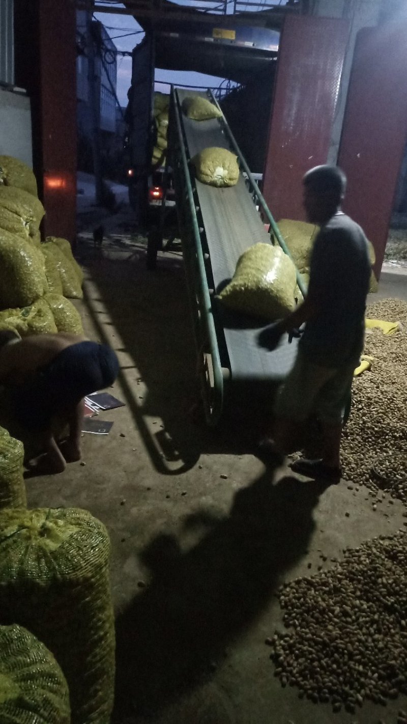 小白沙鲜花生八月大量上市中，市场货，加工厂货正在接单