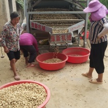 小白沙鲜花生八月大量上市中，市场货，加工厂货正在接单