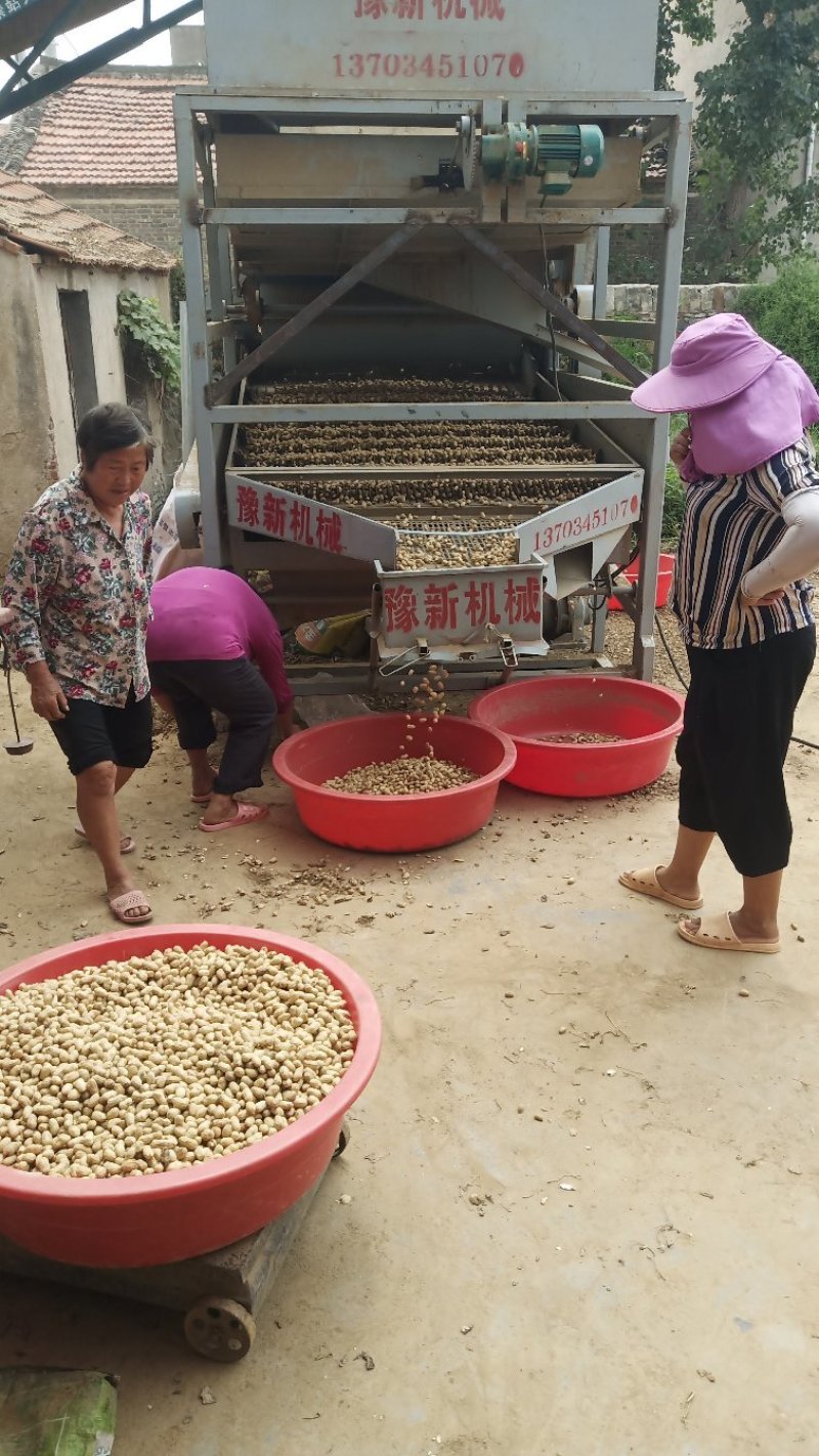 小白沙鲜花生八月大量上市中，市场货，加工厂货正在接单