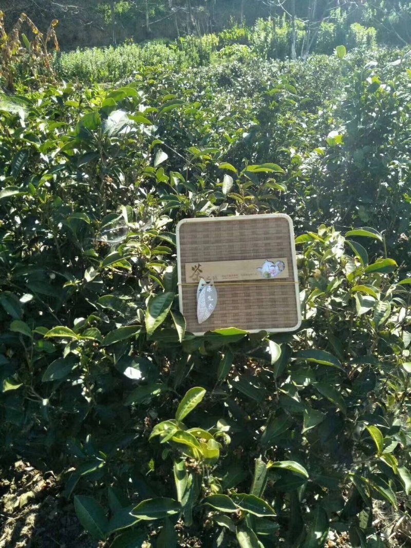 云南凤庆滇红工夫茶20元一斤