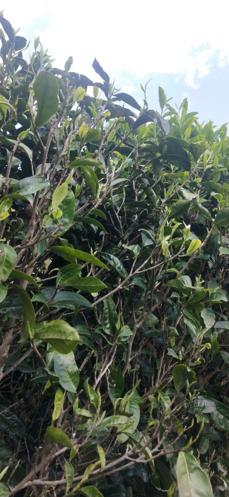 云南凤庆滇红工夫茶20元一斤