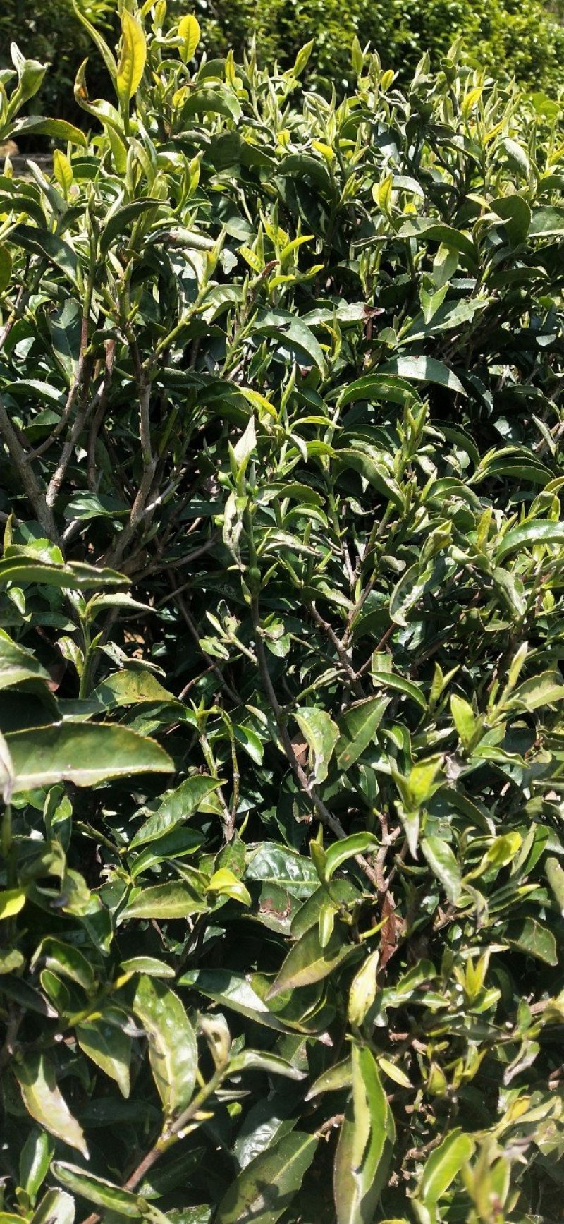 云南凤庆滇红工夫茶20元一斤