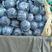 精品紫甘蓝大量上市，常年供应超市、加工厂、各大市场……
