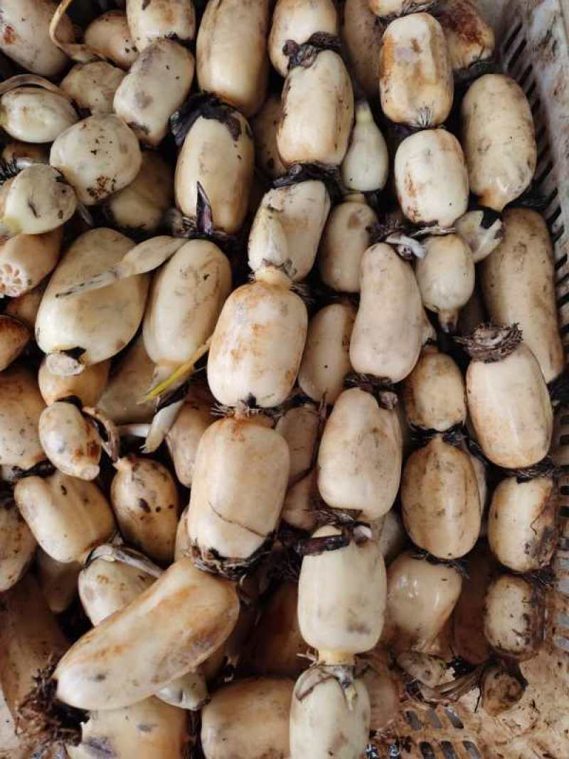 广西博白精品莲藕，粉藕，产地直销，价格便宜，一手货源