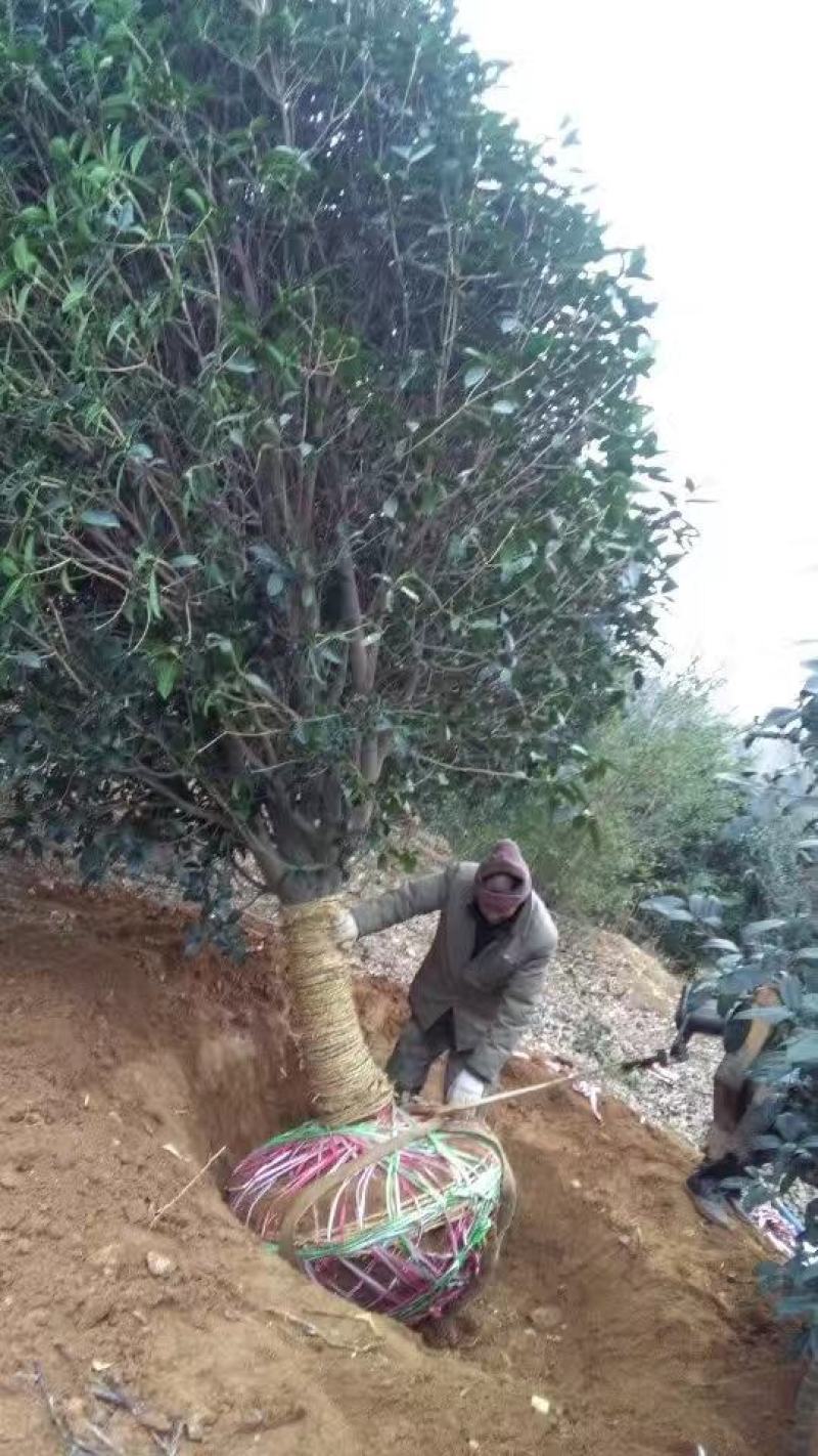 河南南阳精品桂花，3到25公分，产地一手货源，包成活率。