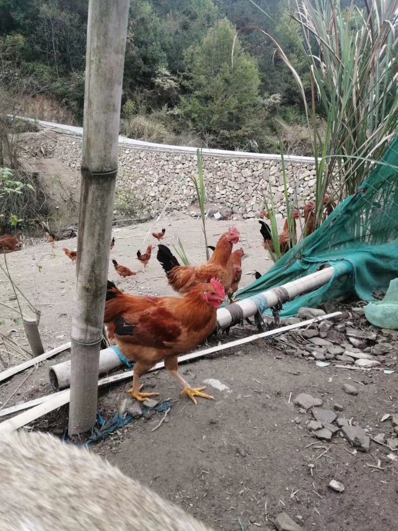 高山上吃玉米的大公鸡