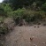 高山上吃玉米的大公鸡