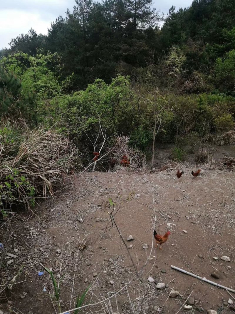 高山上吃玉米的大公鸡