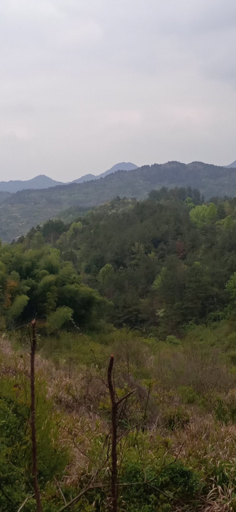 高山上吃玉米的大公鸡