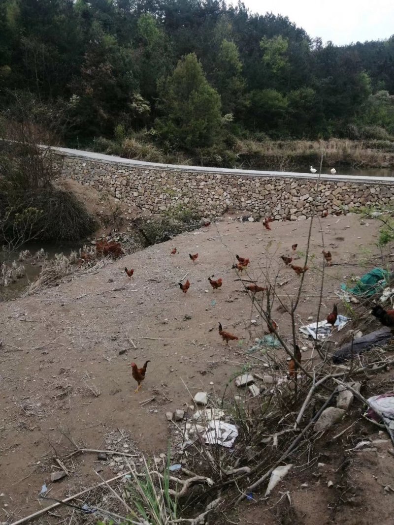高山上吃玉米的大公鸡