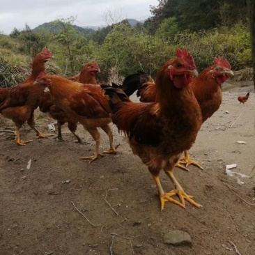 高山上吃玉米的大公鸡