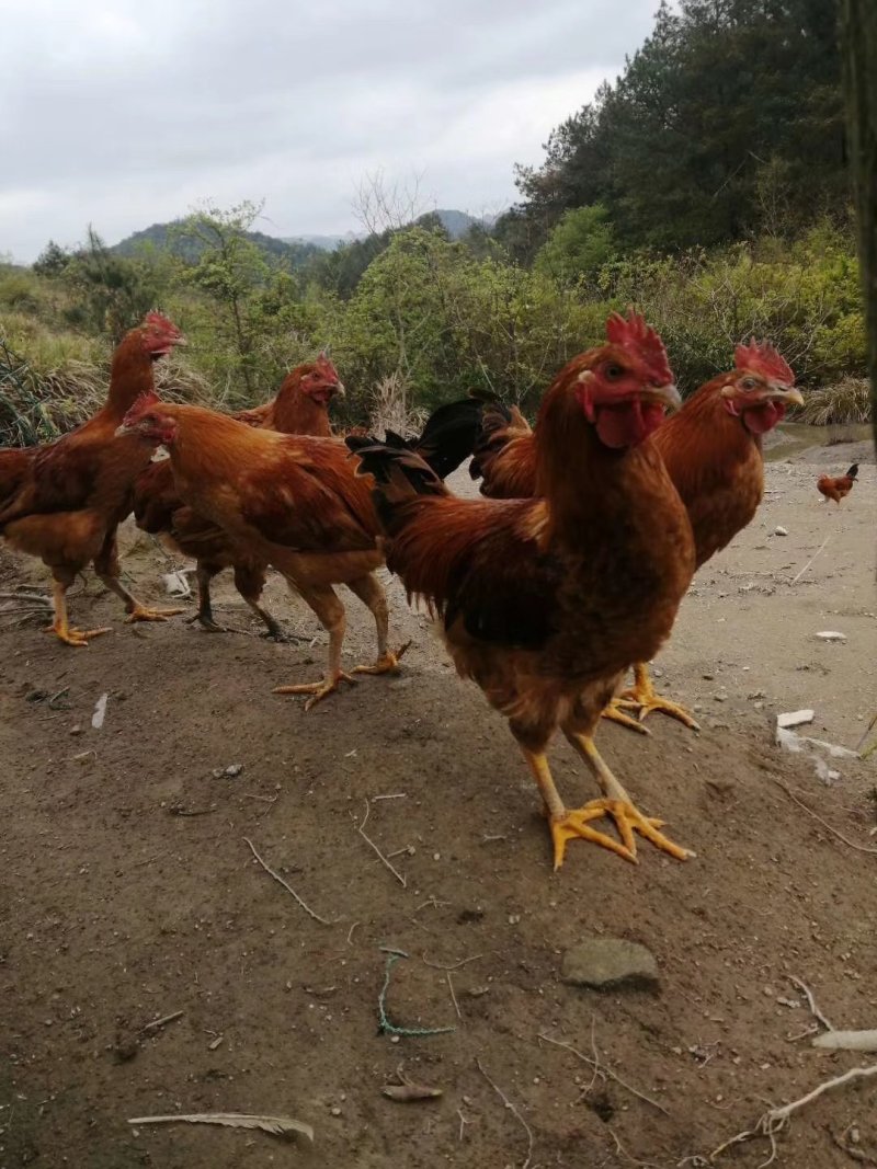 高山上吃玉米的大公鸡