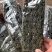 财福旺海带丝，质量好，可以凉拌，地摊江湖展会产品