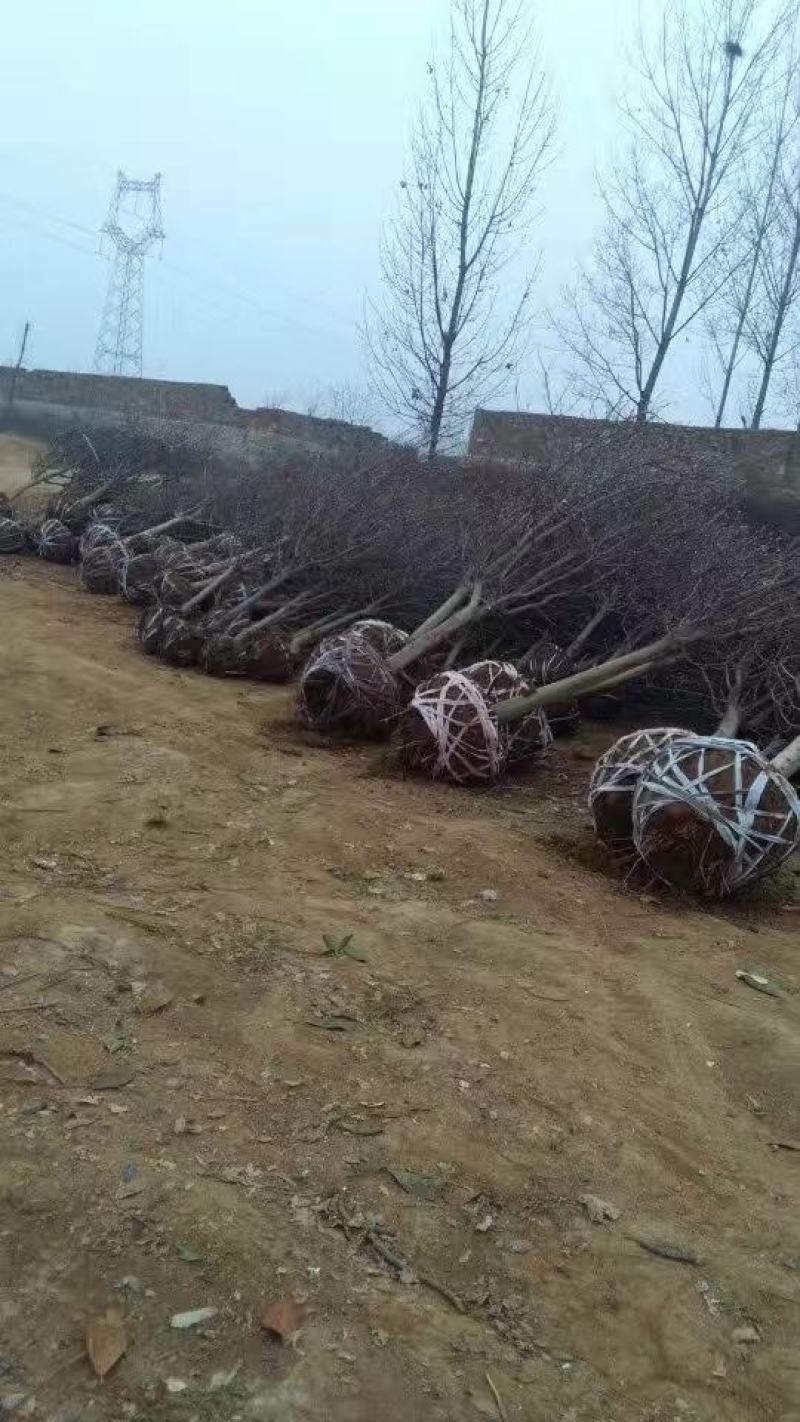 本社。精品玉兰280亩，2到30公分保质量，诚信经营。