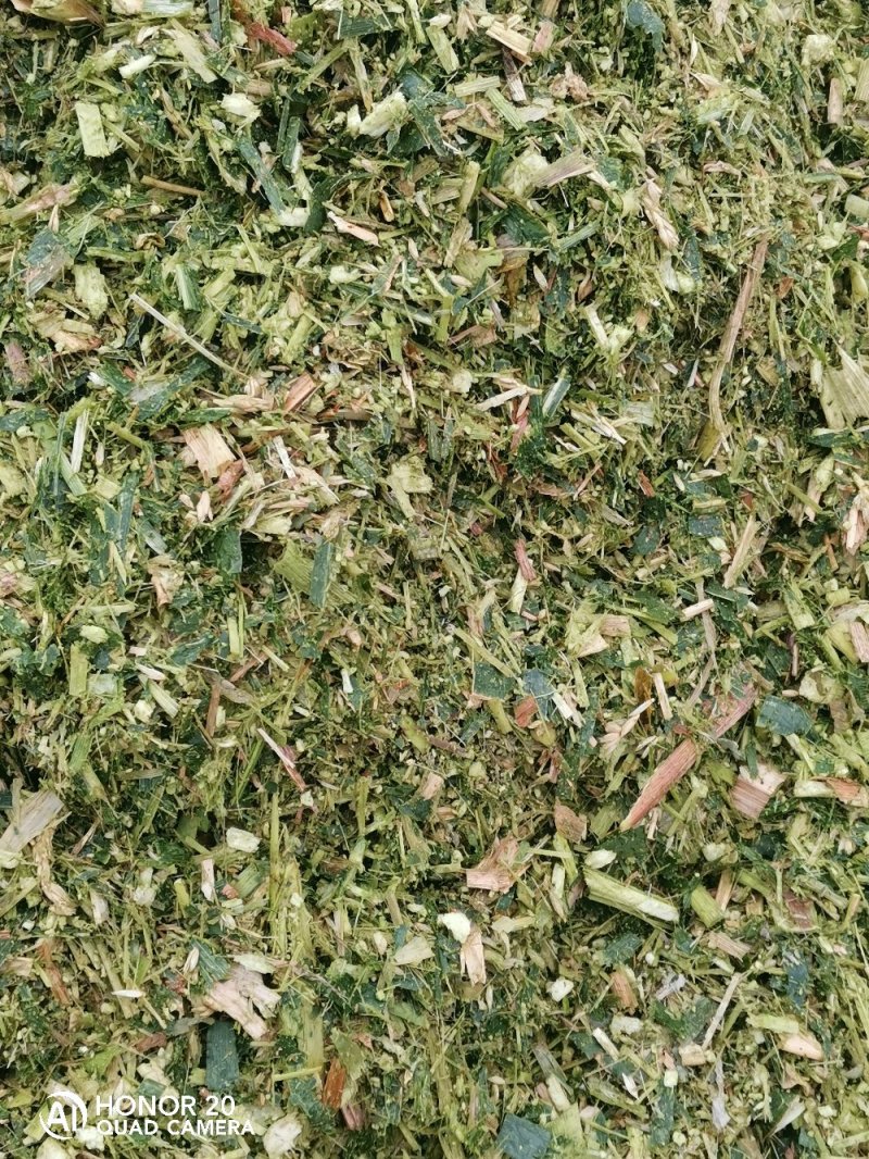 甜玉米青储