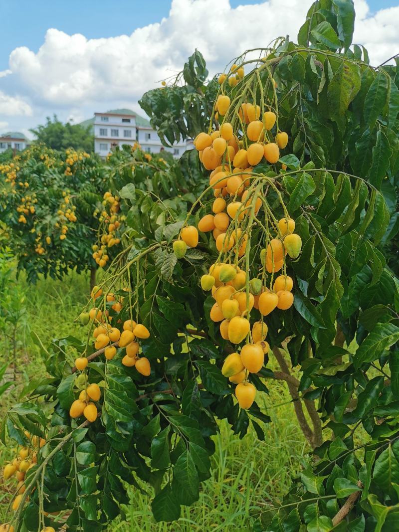 桂林鸡心黄皮果，无籽，圆形土黄皮果，大量上市。