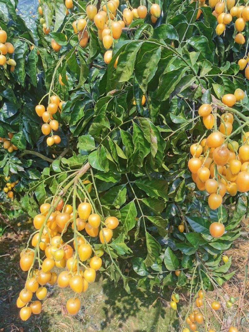 桂林鸡心黄皮果，无籽，圆形土黄皮果，大量上市。