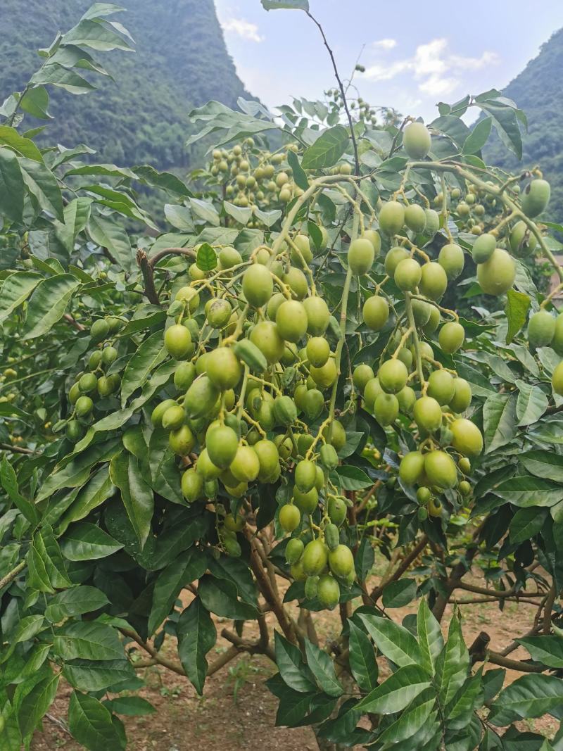 桂林鸡心黄皮果，无籽，圆形土黄皮果，大量上市。