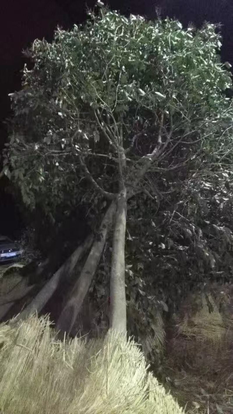 河南精品大叶女贞丛生女贞产地直供量3公分--25公分