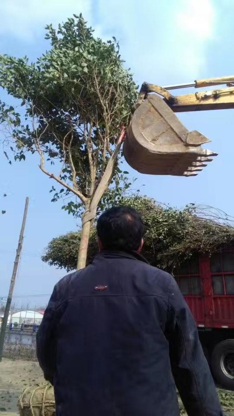 河南精品大叶女贞丛生女贞产地直供量3公分--25公分