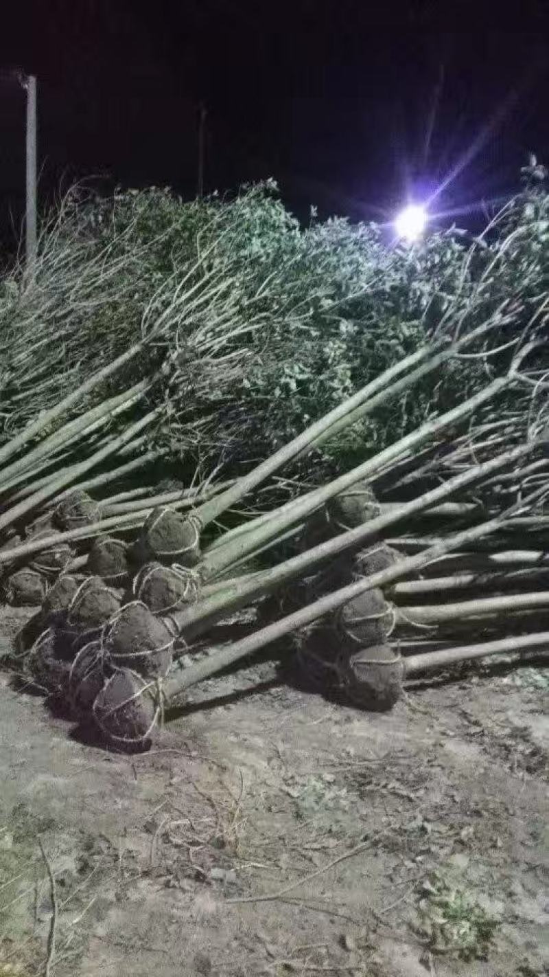 河南精品大叶女贞丛生女贞产地直供量3公分--25公分
