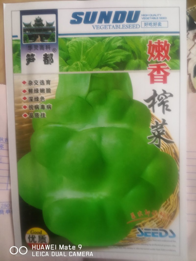 榨菜种，杂交选育鲜绿嫩脆深绿色抗病毒病，品质佳。
