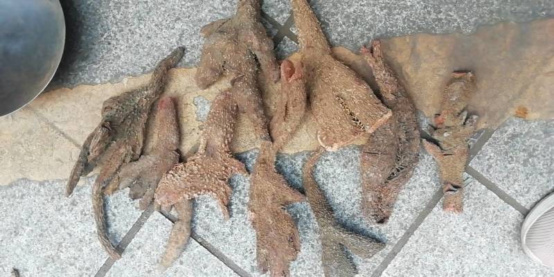 七爪金龙血参茹七叶薯血参正品干品