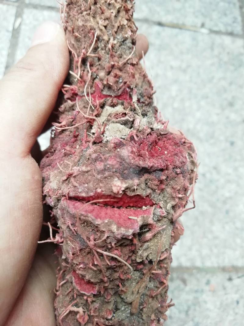 七爪金龙血参茹七叶薯血参正品干品