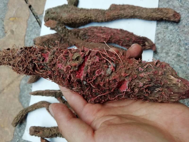 七爪金龙血参茹七叶薯血参正品干品