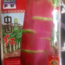 香莴笋，叶面深紫红色茎长棒形肉清绿色。莴笋。