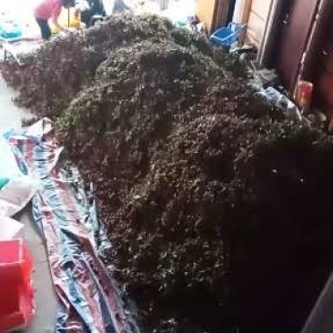 大量供应荔枝