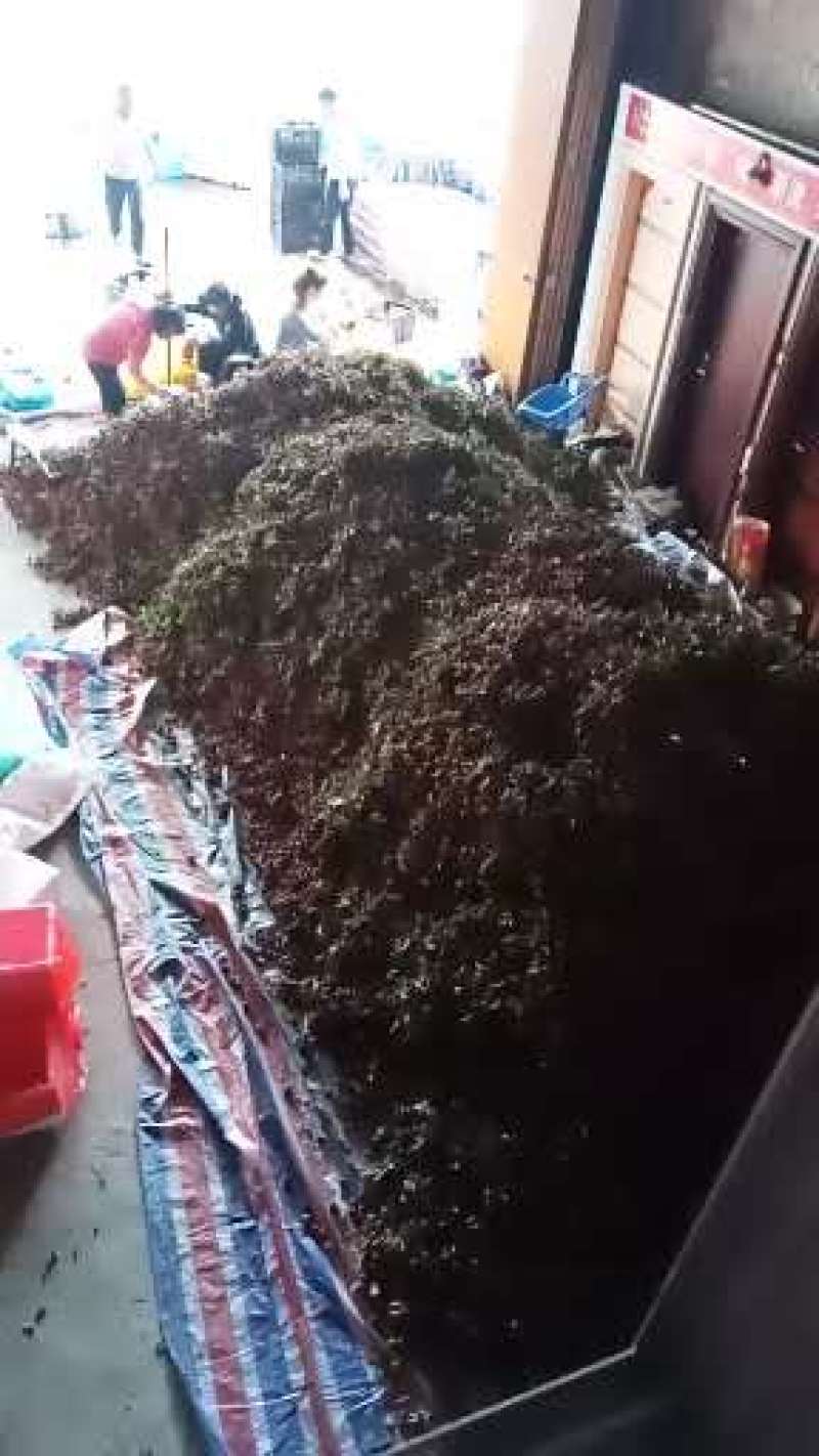 大量供应荔枝
