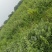 单叶蔓荆子苗，花开正好，丰收在望！