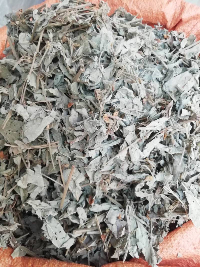 广西新货木豆叶，颜色青绿