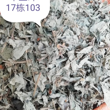 广西新货木豆叶，颜色青绿