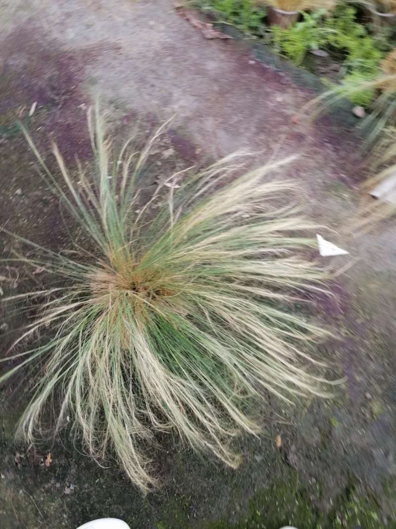 自家苗圃供应针茅杯苗针茅批发针茅一手货源