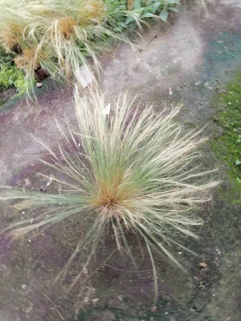 自家苗圃供应针茅杯苗针茅批发针茅一手货源