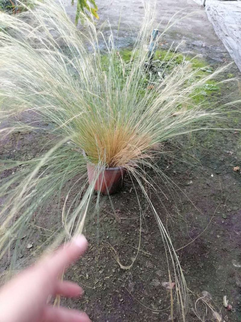自家苗圃供应针茅杯苗针茅批发针茅一手货源