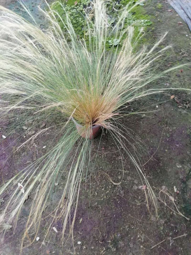 自家苗圃供应针茅杯苗针茅批发针茅一手货源