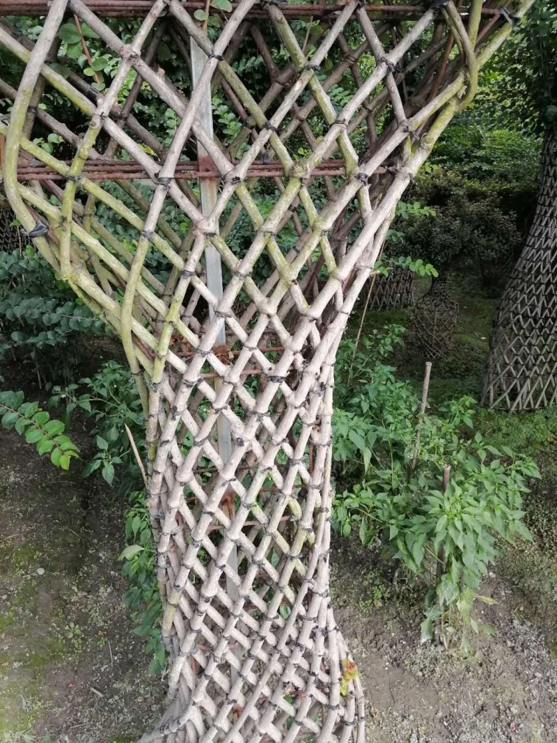 紫薇造型大红二红花高300公分