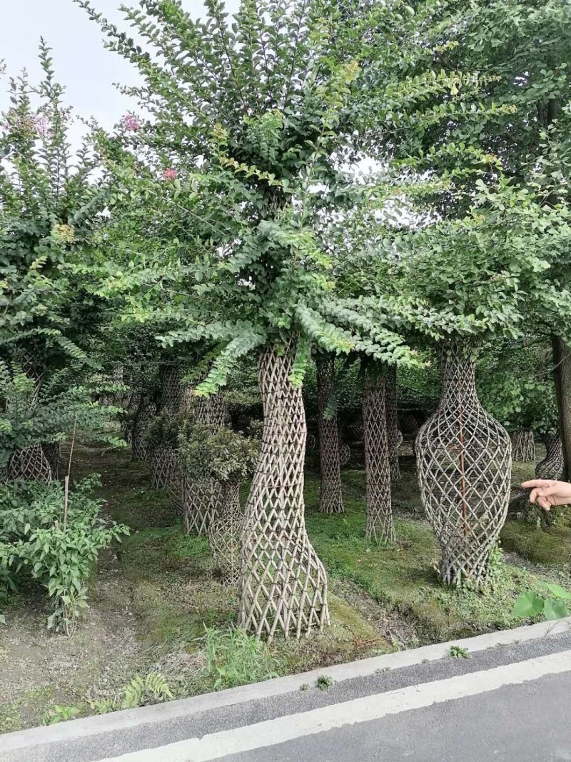 紫薇造型大红二红花高300公分
