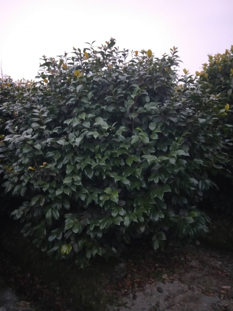 茶花笼子低分枝高100-200公分