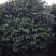 茶花笼子低分枝高100-200公分