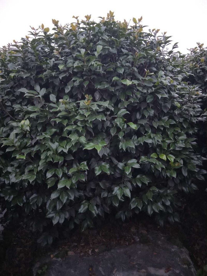 茶花笼子低分枝高100-200公分