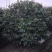 茶花笼子低分枝高100-200公分